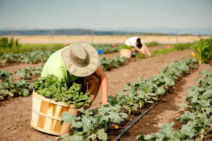 Agriculture 農業